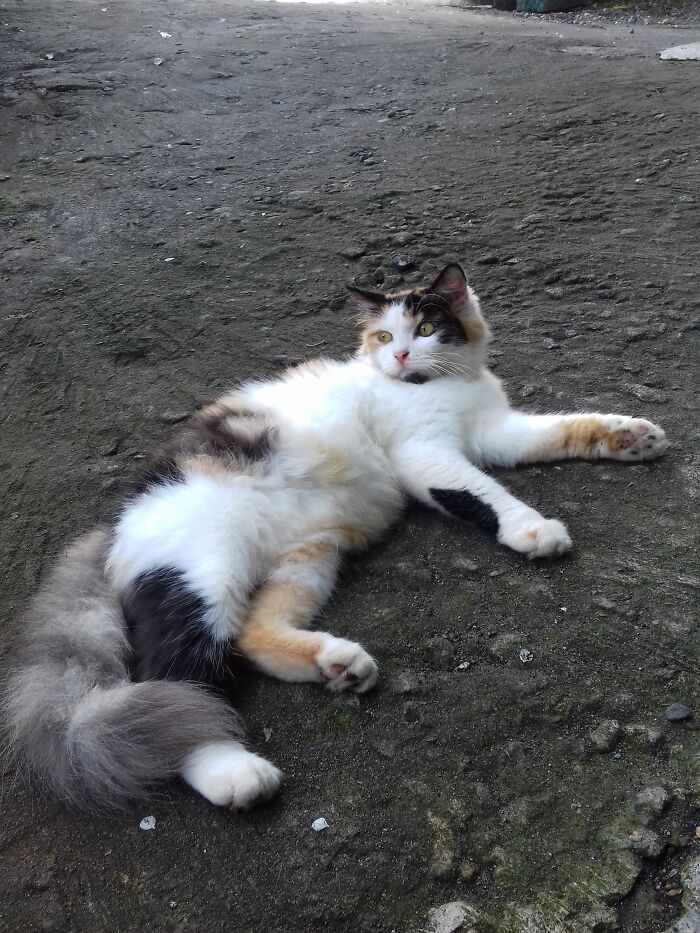 Call Me Mochi, Glad To Match You!