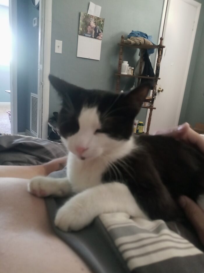 I Am Murphy And I Am The Best Cuddler!!