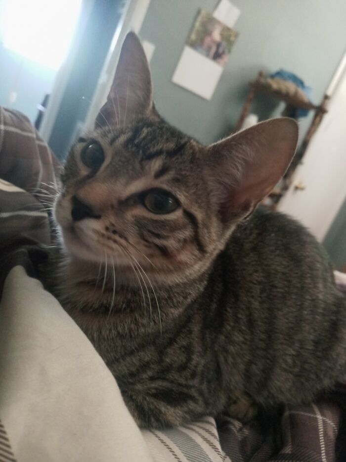 I Am Tater Tot. Like My Ears?