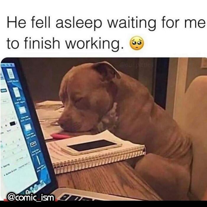 Adorable Dog Moments With Best Annotations To Brighten Your Day
(31 Pics)