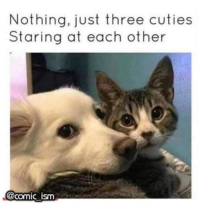 Adorable Dog Moments With Best Annotations To Brighten Your Day
(31 Pics)