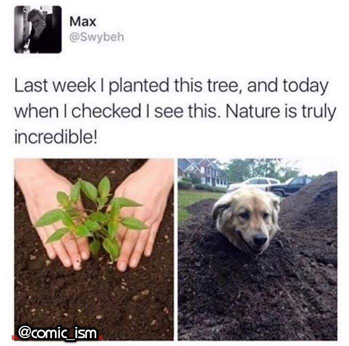 Adorable Dog Moments With Best Annotations To Brighten Your Day
(31 Pics)