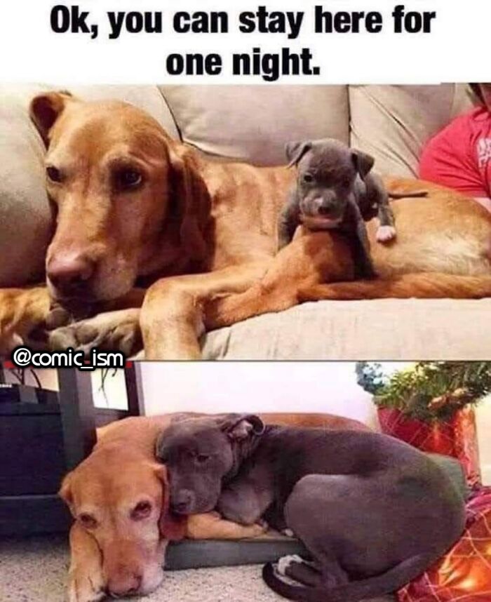 Adorable Dog Moments With Best Annotations To Brighten Your Day
(31 Pics)