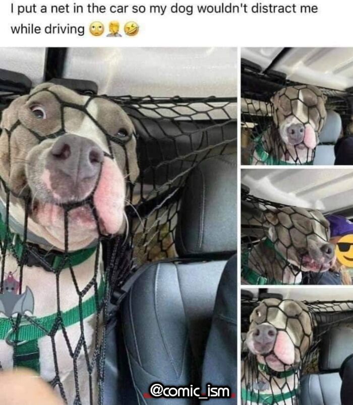 Adorable Dog Moments With Best Annotations To Brighten Your Day
(31 Pics)