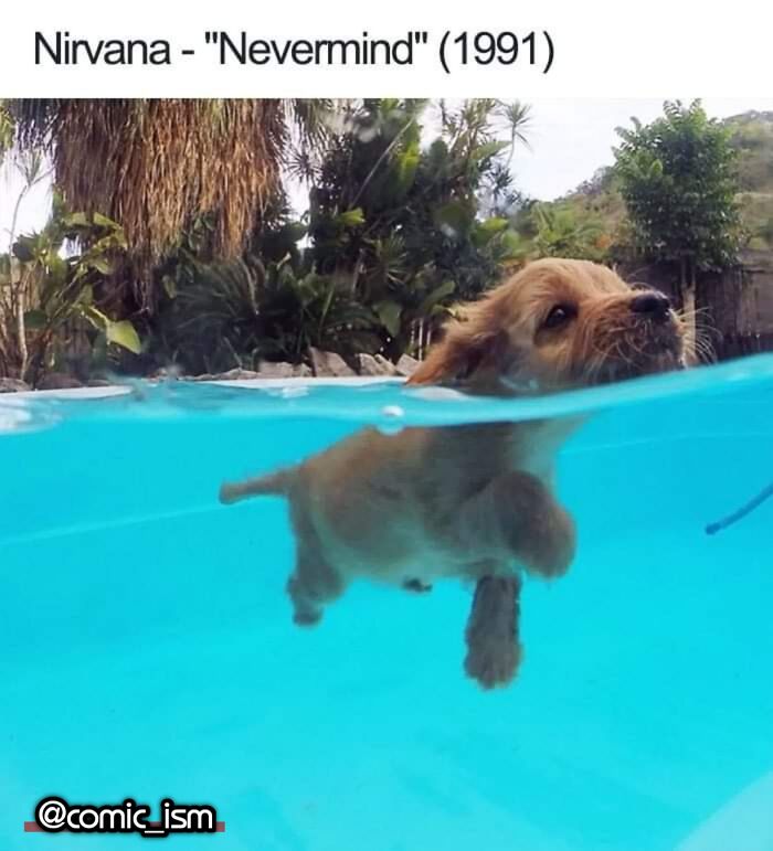 Adorable Dog Moments With Best Annotations To Brighten Your Day
(31 Pics)