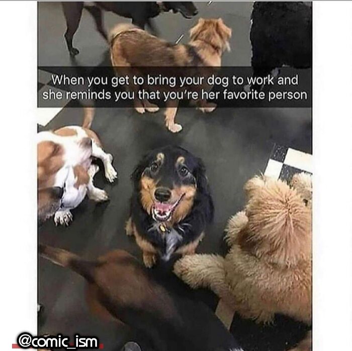 Adorable Dog Moments With Best Annotations To Brighten Your Day
(31 Pics)