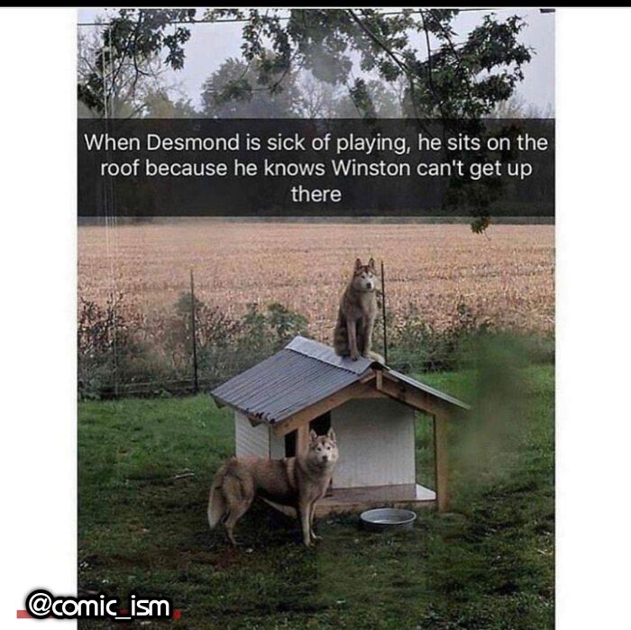 Adorable Dog Moments With Best Annotations To Brighten Your Day
(31 Pics)