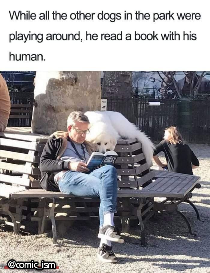 Adorable Dog Moments With Best Annotations To Brighten Your Day
(31 Pics)