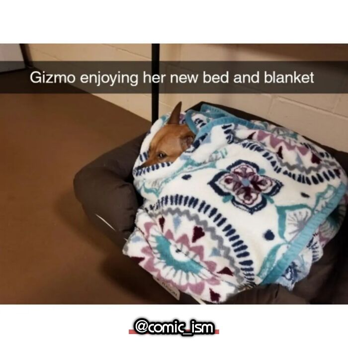 Adorable Dog Moments With Best Annotations To Brighten Your Day
(31 Pics)