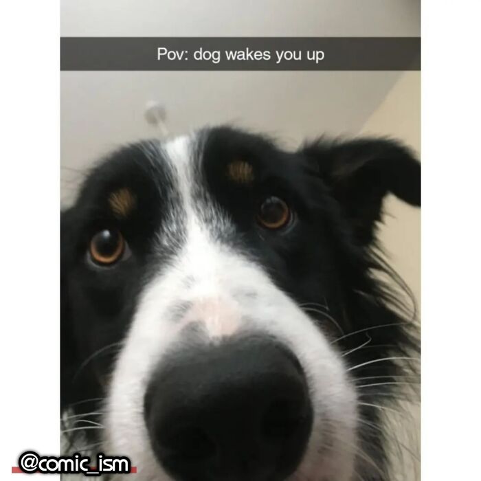 Adorable Dog Moments With Best Annotations To Brighten Your Day
(31 Pics)