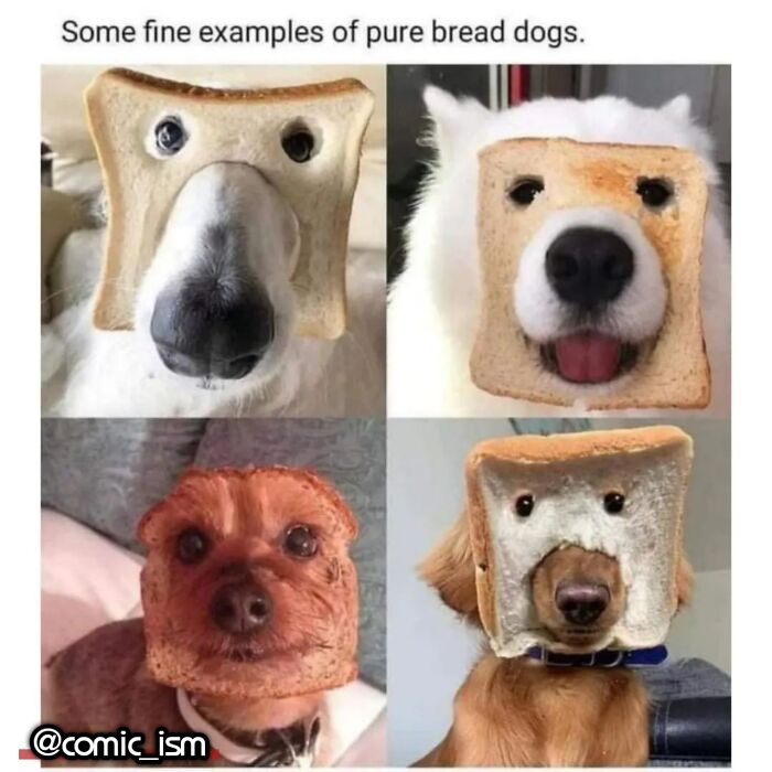 Adorable Dog Moments With Best Annotations To Brighten Your Day
(31 Pics)