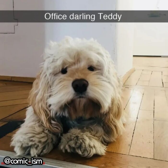 Adorable Dog Moments With Best Annotations To Brighten Your Day
(31 Pics)