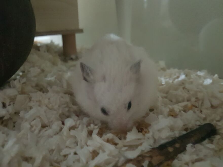 Hes Not Fat: He Stored Them In His Cheek Pouches