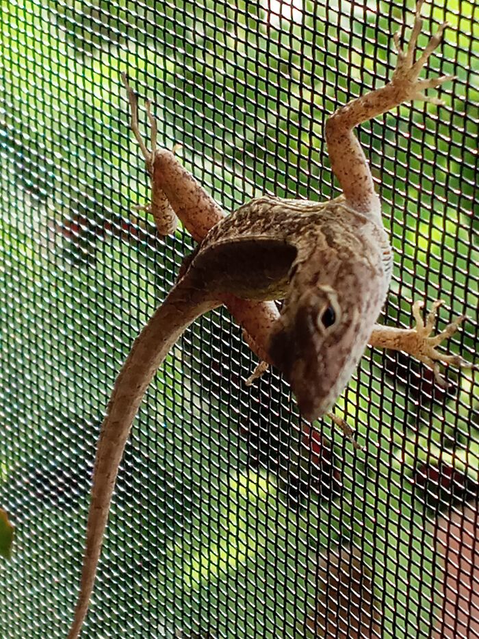 Backyard Lizard