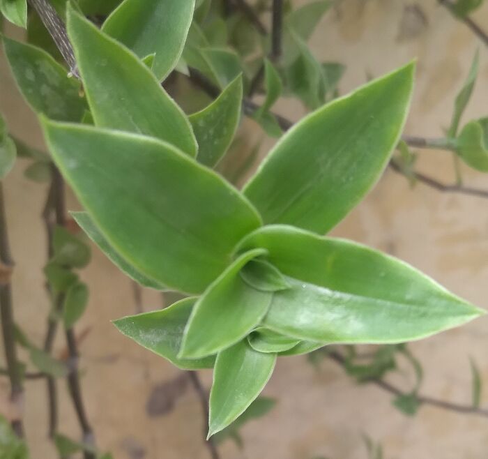 Random Spiderwort Pic From My Gallery