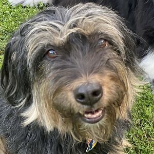 susanmgillett avatar