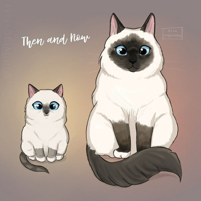 Artist Shows Everyday Life With A Cat Summarized In Adorable Comics (69 New Pics)