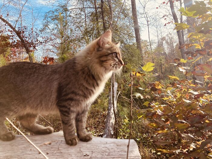 I’m Twig! I’m Pretty Adventurous. Looking For Someone To Roam Around The Woods And Sleep In The Sun With.