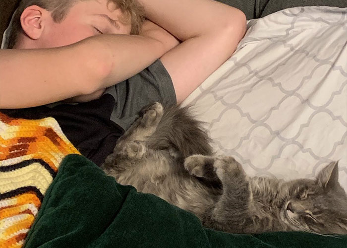 Stray Kitten Becomes The 'Gray Goat' Of The Pen, Acting Just Like The Tiny Goats That Became His Family