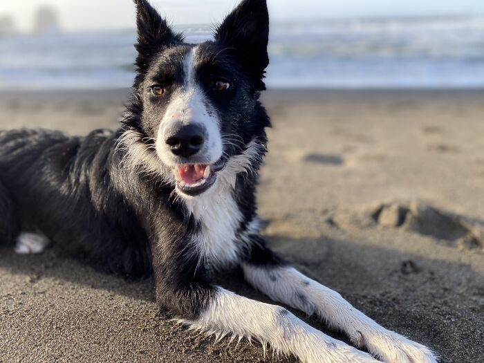 Hey I’m Koda, And I’m Lookin For Someone To Destroy The Couch With 