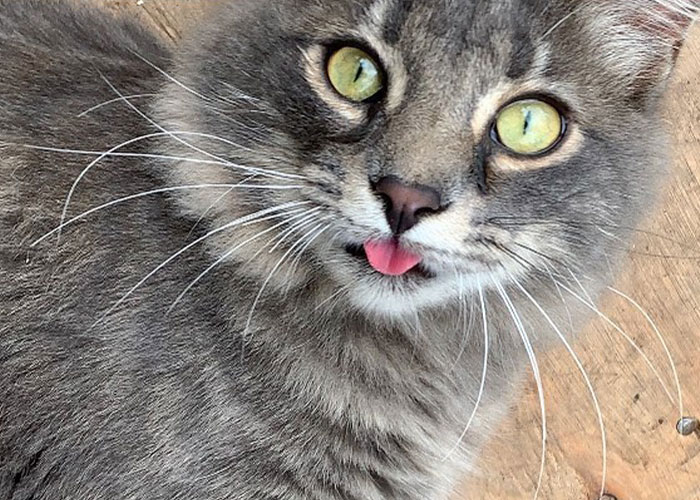 Stray Kitten Becomes The 'Gray Goat' Of The Pen, Acting Just Like The Tiny Goats That Became His Family