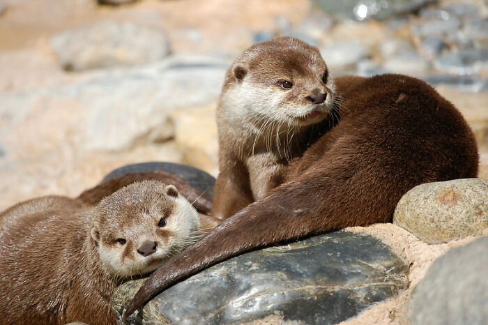 "¿Cuál es un 'dato divertido' que no es divertido en absoluto?": 20 respuestas