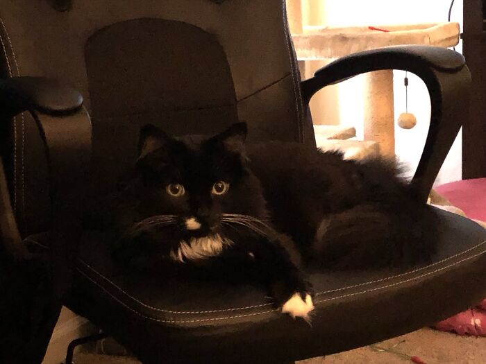 Beautiful Lady Seeking Equally Beautiful Gentleman. Must Love Tuna And Indulge In Nightly Catnip.