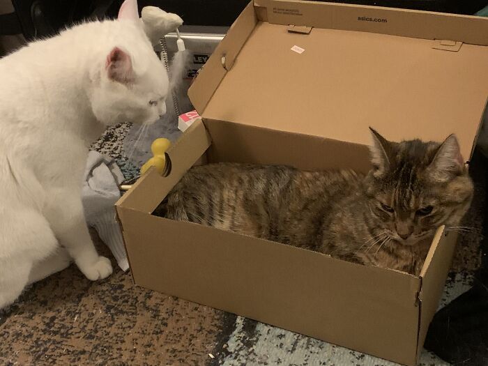 Our Cats, Todd And Cathy