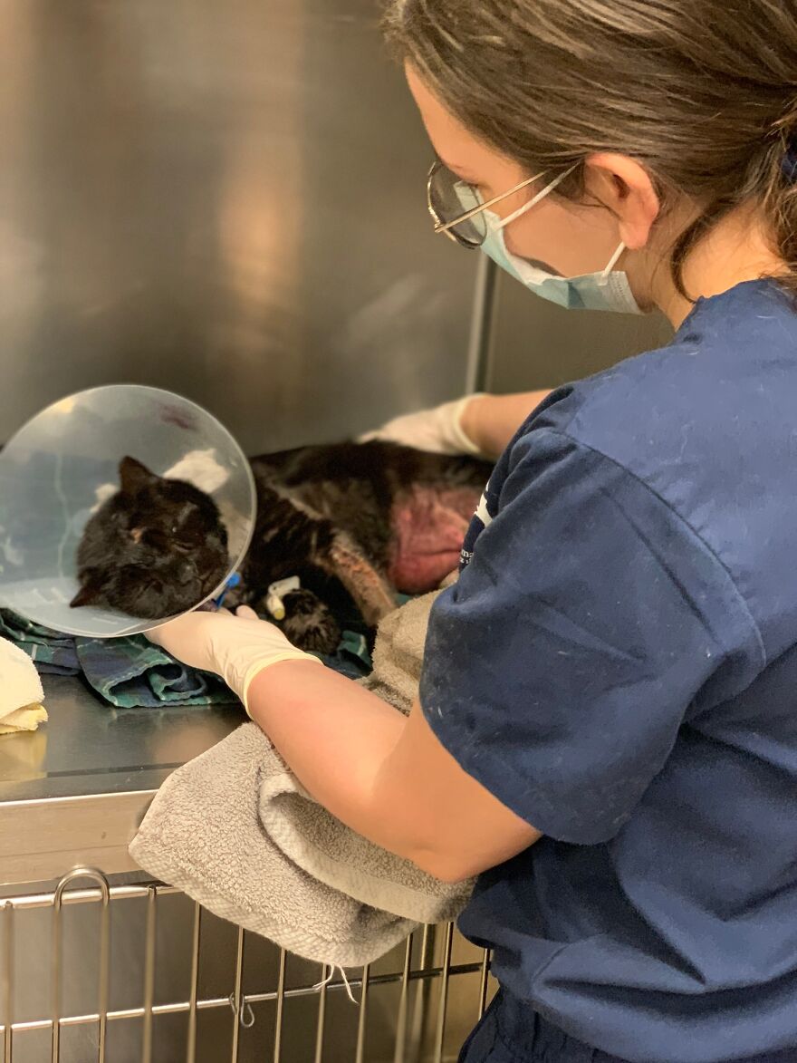 Cat Gets Attacked By Two Dogs, Survives, And Finds His Forever Home With The Veterinarian Who Saved Him - 6