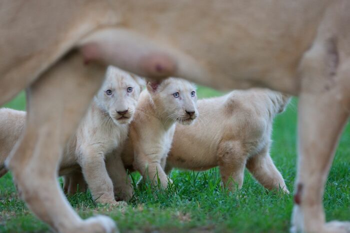The First Steps Outside Of These Baby White Lions (10 Pics)