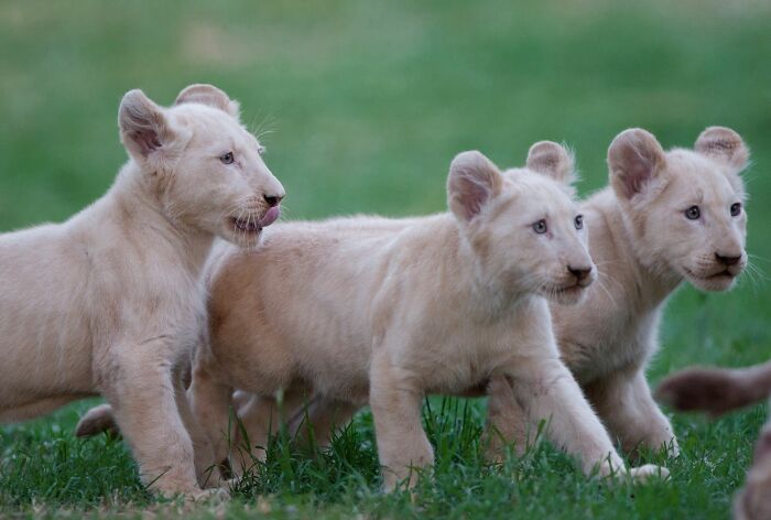 The First Steps Outside Of These Baby White Lions (10 Pics)