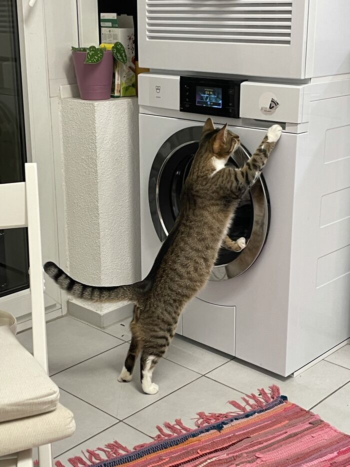 A Gentleman Who Helps With The House Chores