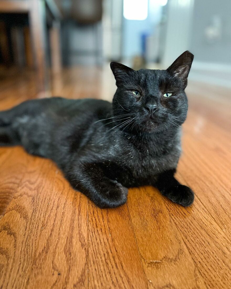 Cat Gets Attacked By Two Dogs, Survives, And Finds His Forever Home With The Veterinarian Who Saved Him - 17