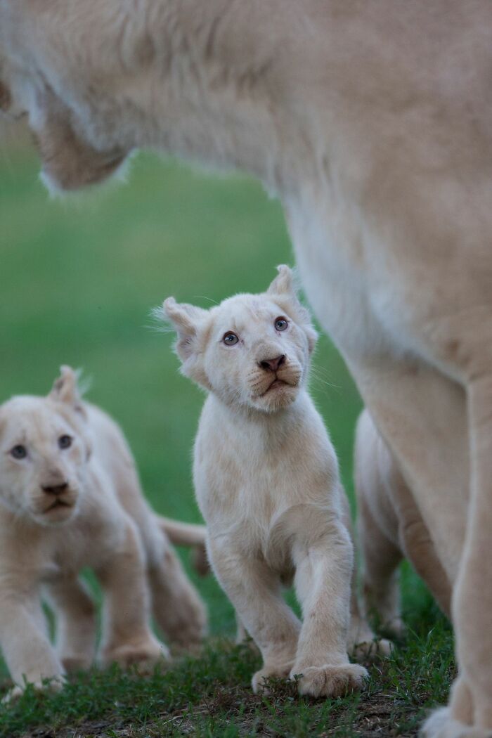 The First Steps Outside Of These Baby White Lions (10 Pics)