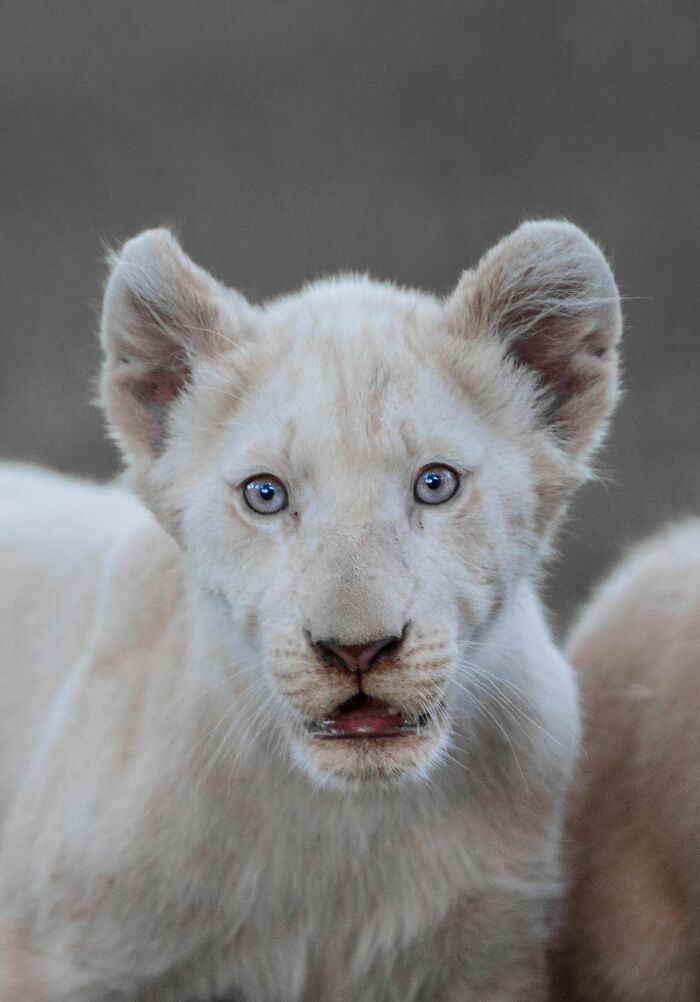 The First Steps Outside Of These Baby White Lions (10 Pics)
