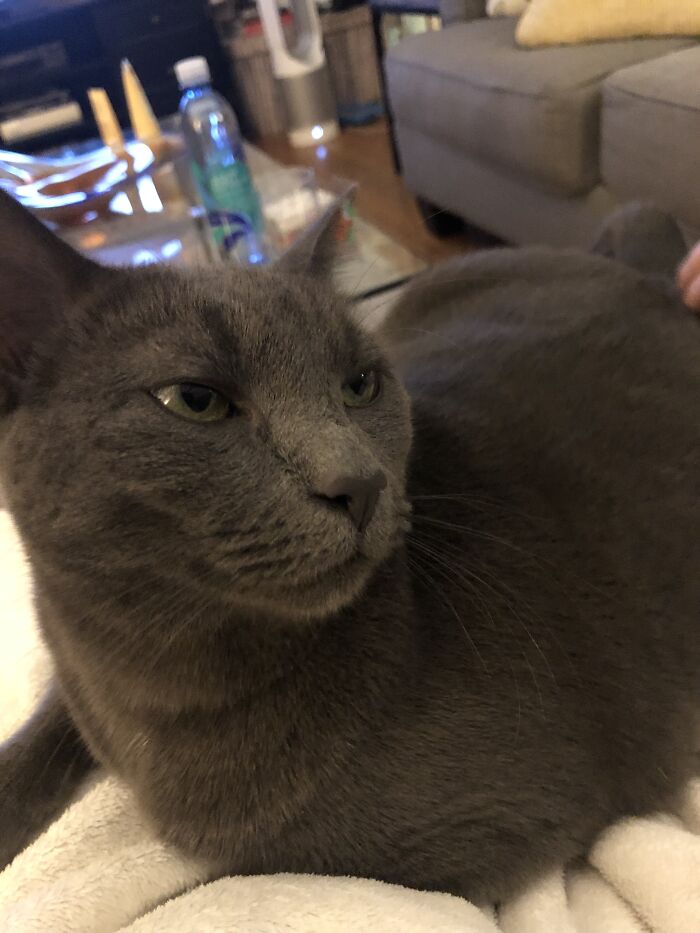 Will Give You Glares If You Don’t Lick Me Loves To Steal Food And Hair Bands But Hates Outside