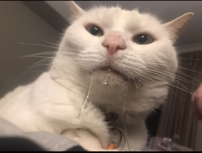 Snookie. Around 9. Totally Doesn’t Go Nuts For Pets. Completely Normal Reactions. Like Seriously I Promise.