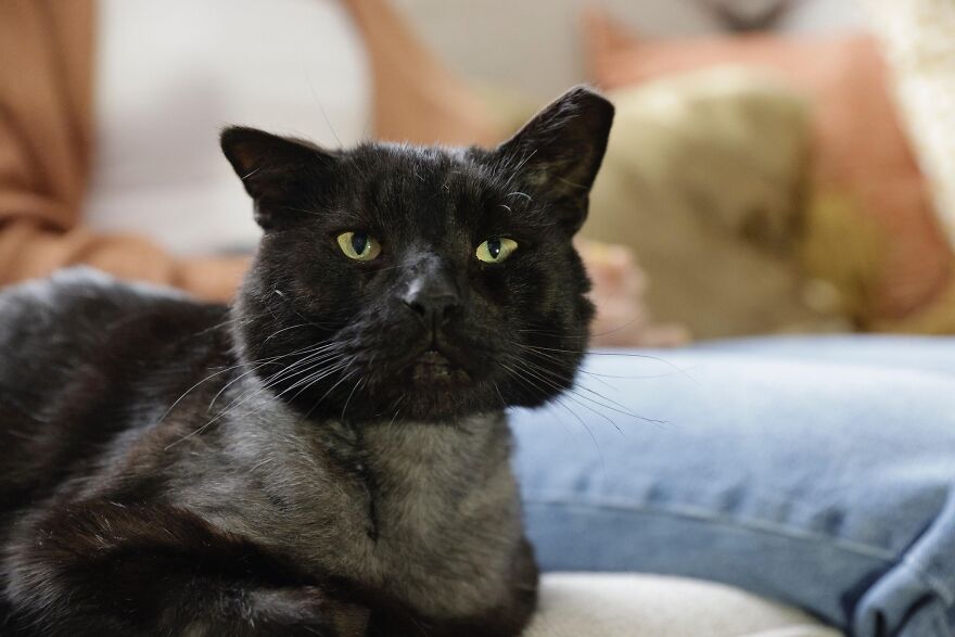 Cat Gets Attacked By Two Dogs, Survives, And Finds His Forever Home With The Veterinarian Who Saved Him - 14