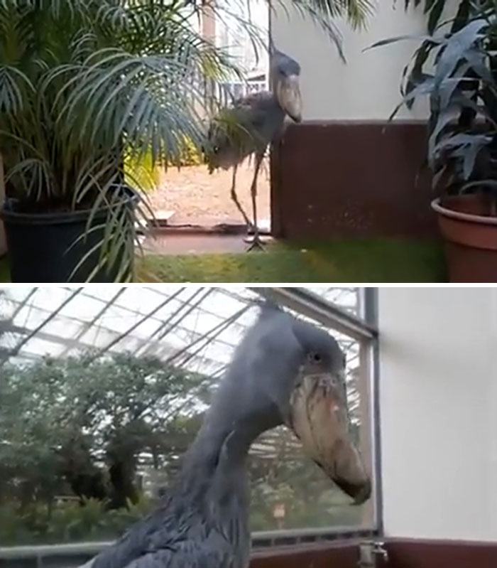 Picozapato de visita