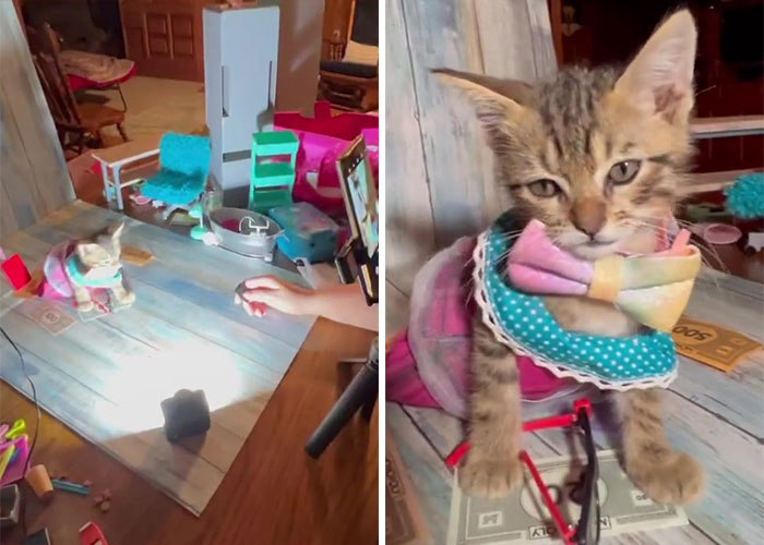 Este hombre fue &ldquo;emboscado&rdquo; por gatitos al detenerse para rescatar a uno de ellos