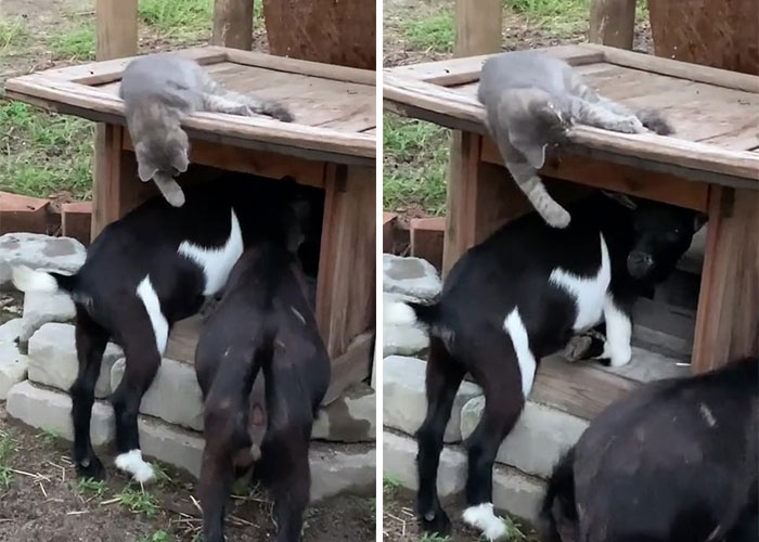 Stray Kitten Becomes The 'Gray Goat' Of The Pen, Acting Just Like The Tiny Goats That Became His Family