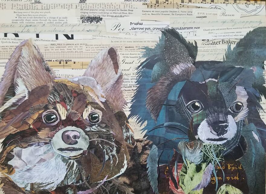 Longhaired Chihuahua