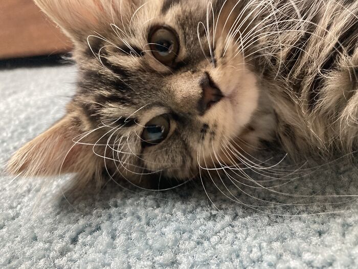 Feeling Cute My Use The Litter Box Later