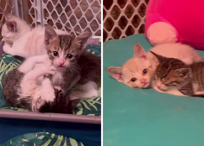 Este hombre fue &ldquo;emboscado&rdquo; por gatitos al detenerse para rescatar a uno de ellos