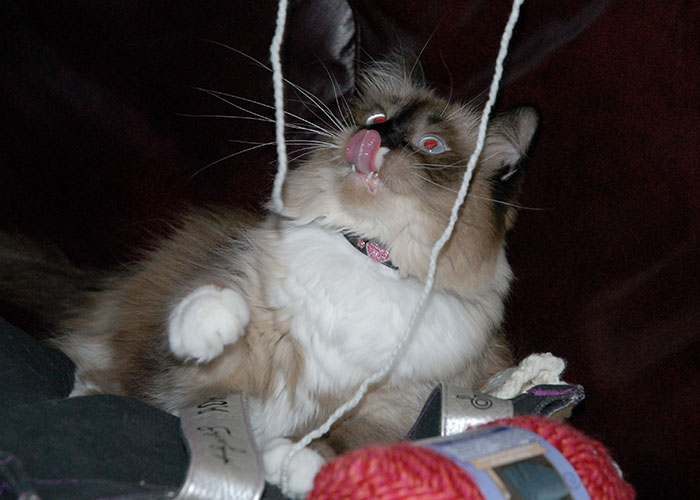 Every Private Tenant In UK To Get Legal Right To Keep A Pet In “Biggest Shake-Up Of The Private Rented Sector In 30 Years” Every Private Tenant In UK To Get Legal Right To Keep A Pet In “Biggest Shake-Up Of The Private Rented Sector In 30 Years”