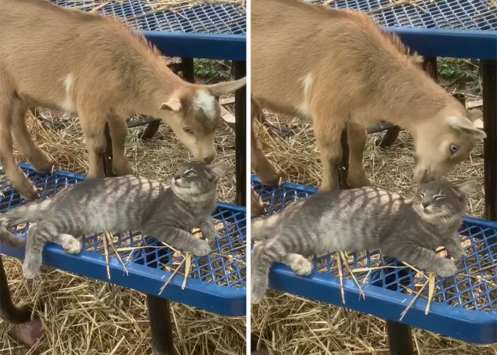 Stray Kitten Becomes The 'Gray Goat' Of The Pen, Acting Just Like The Tiny Goats That Became His Family