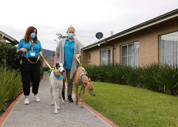 New Pilot Project Will See Rescued Greyhounds Visiting The Elderly In Aged Care Homes In Australia