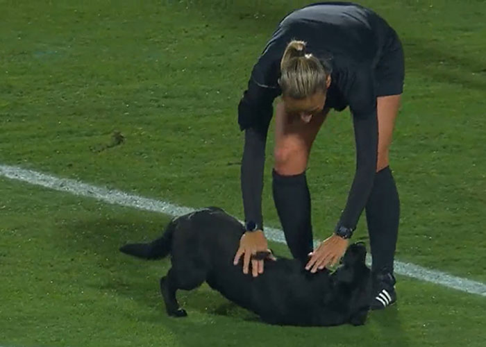 Dog-Interrupts-Football-Match-For-Belly-Rubs