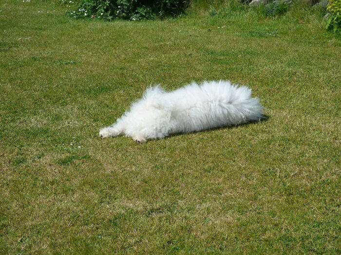 Not Sure If This Is My Dog Or A Furry Caterpillar 