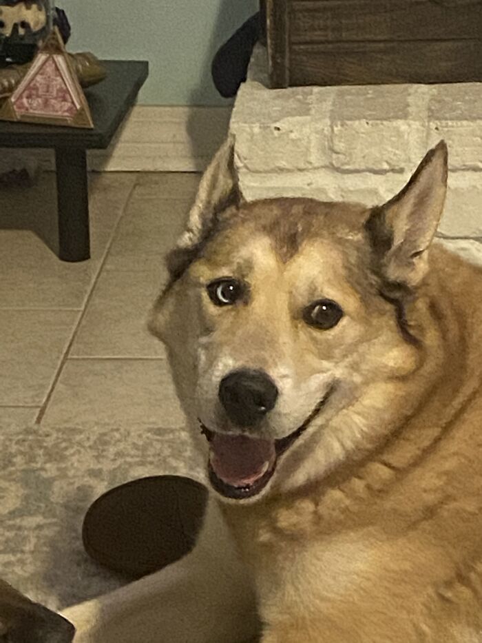 My Name Is Max And I Bite. (But I Also Make Sure To Give My Owner Hugs)